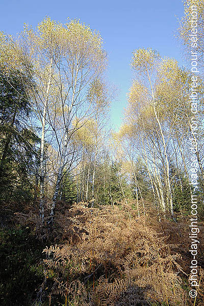 bois en automne